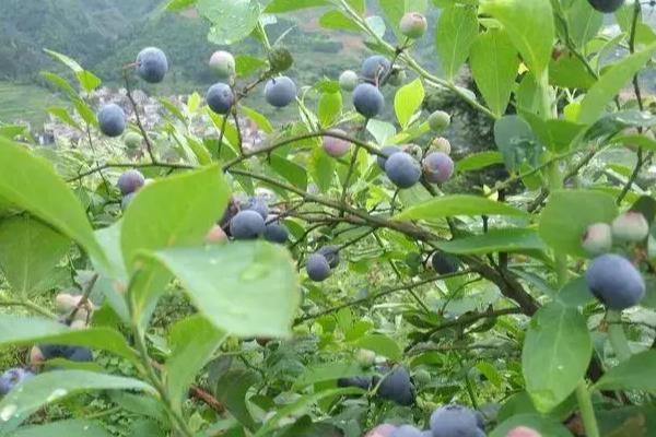 乌梅能在家里种吗,是可以在家里种的