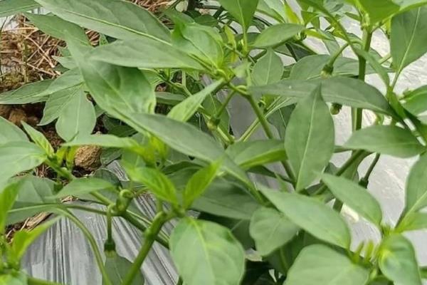 辣椒落花落果的原因及防治方法,可能是温度不适所致