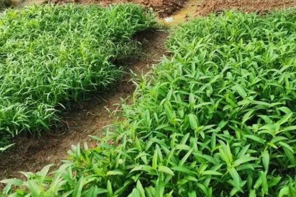 空心菜的施肥方法,长出3-4片真叶后追施速效氮肥或复合肥