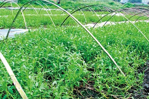 空心菜的施肥方法,长出3-4片真叶后追施速效氮肥或复合肥