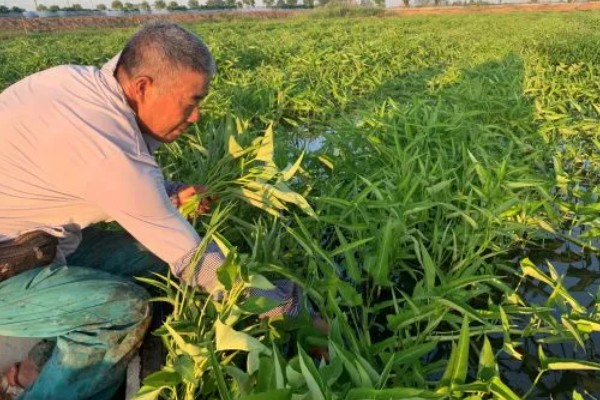 空心菜的施肥方法,长出3-4片真叶后追施速效氮肥或复合肥