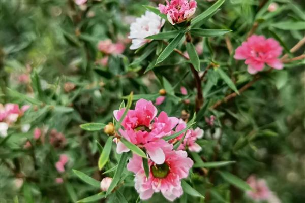 松红梅的花语是什么,寓意胜利、坚定等