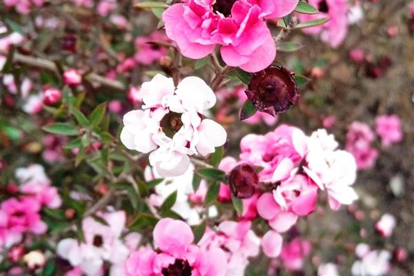 松红梅的花语是什么,寓意胜利、坚定等