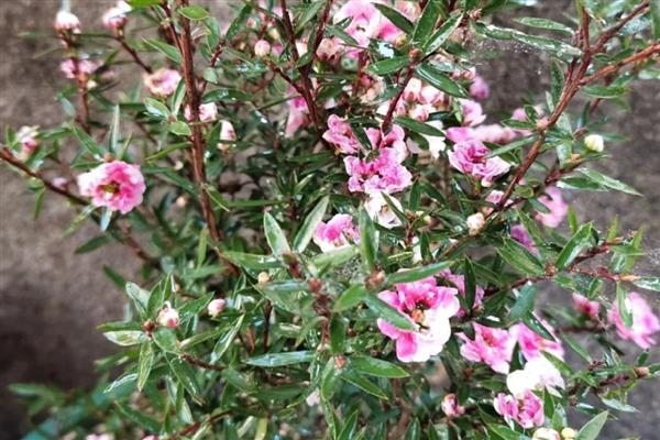 松红梅的花语是什么,寓意胜利、坚定等