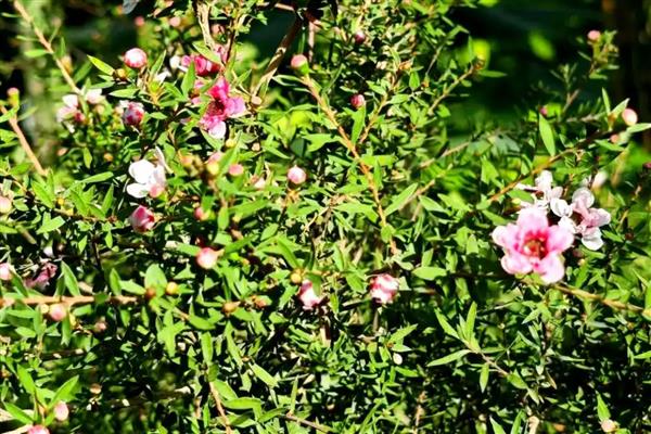 松红梅的花语是什么,寓意胜利、坚定等