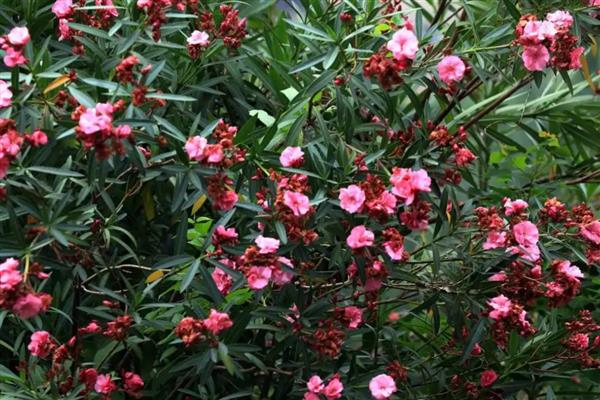 松红梅的花语是什么,寓意胜利、坚定等