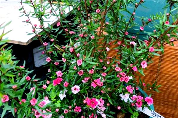 松红梅的花语是什么,寓意胜利、坚定等