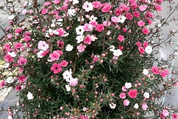 松红梅的花语是什么,寓意胜利、坚定等