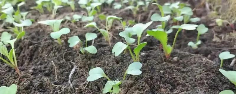油麦菜发芽所需时间，一般经过7天左右就能发芽