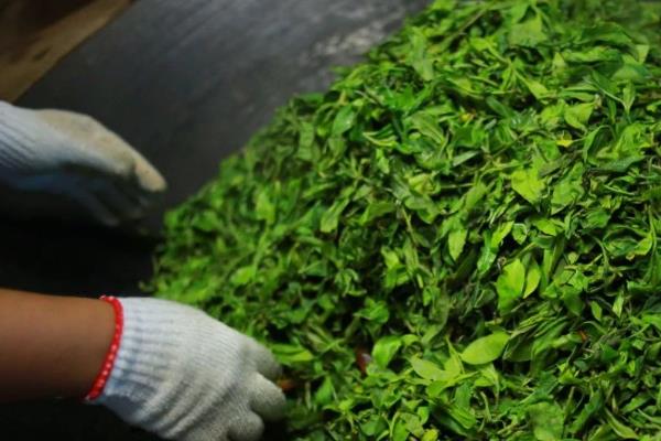 有哪些常见的黑茶，有黑砖茶、青砖茶等