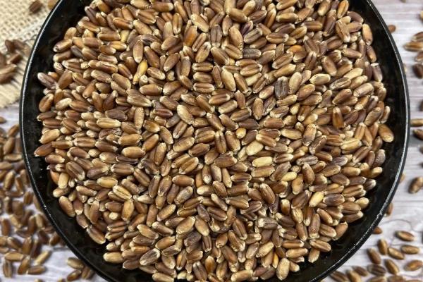 小麦种子的含水量，国标规定是12.5%