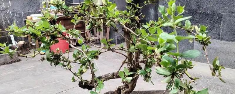 四季金银花的种植技术，早春时期种植为佳