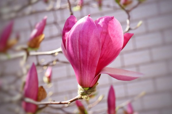 玉兰花能吃吗，玉兰花能吃