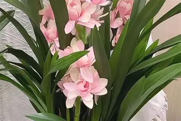 晚上花朵就会合拢的植物,有睡莲、牵牛花等