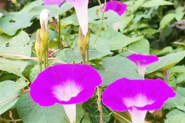 晚上花朵就会合拢的植物,有睡莲、牵牛花等