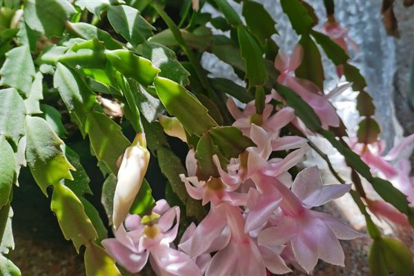 晚上花朵就会合拢的植物,有睡莲、牵牛花等
