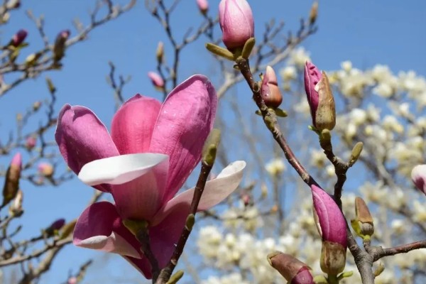 玉兰花能吃吗，玉兰花能吃