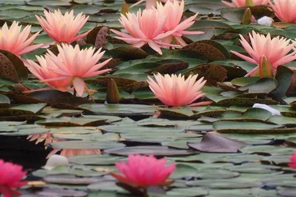 晚上花朵就会合拢的植物,有睡莲、牵牛花等