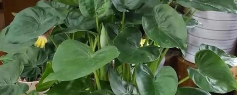 怎么养滴水莲花，温度这一关要把控到位