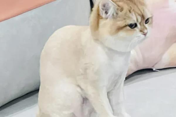 猫藓的治疗方法,剃毛后用铭瑞宁喷涂皮肤