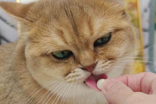 猫藓的治疗方法,剃毛后用铭瑞宁喷涂皮肤