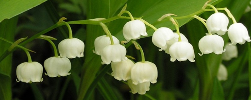 白色铃兰的花语，花语是幸福归来