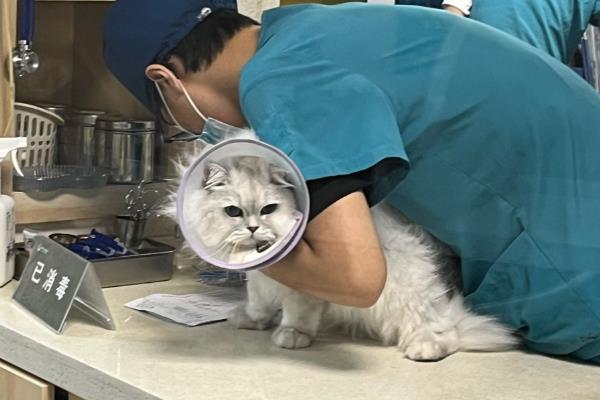 猫藓的治疗方法,剃毛后用铭瑞宁喷涂皮肤