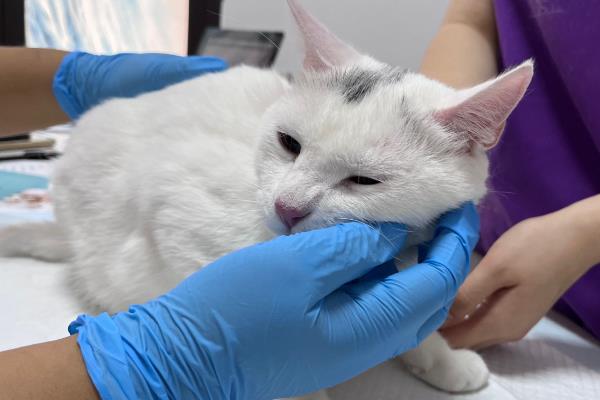 猫藓的治疗方法,剃毛后用铭瑞宁喷涂皮肤