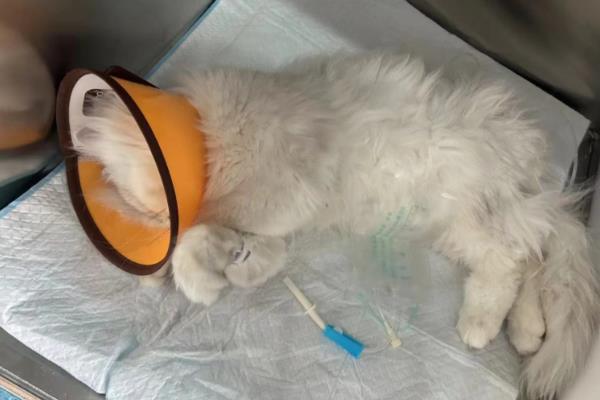 猫藓的治疗方法,剃毛后用铭瑞宁喷涂皮肤