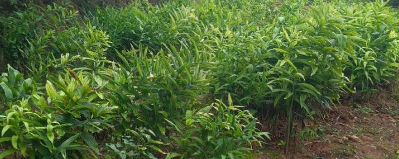 种植黄精具备的条件，不可长时间受到强光的直射