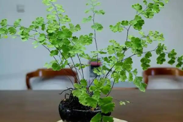 铁线蕨的花语,寓意雅致、少女的娇柔等