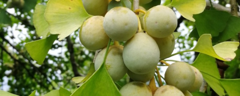 银杏果怎么种植才可以发芽，将其放入清水中浸泡三到四天