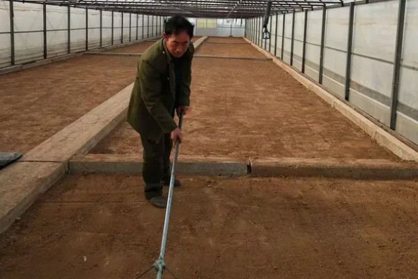 芝樱花种子何时播种,在3月底4月初播种