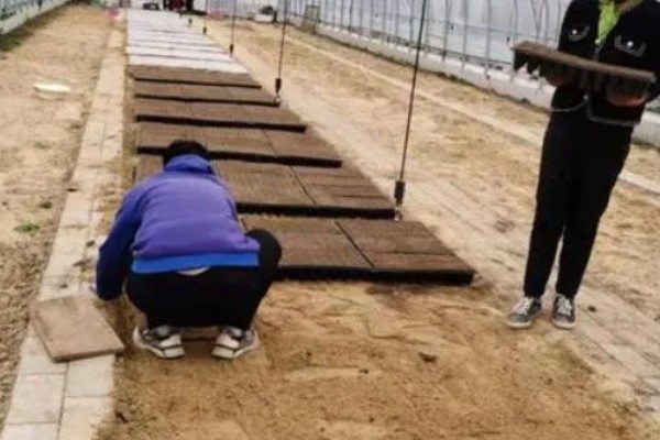 芝樱花种子何时播种,在3月底4月初播种