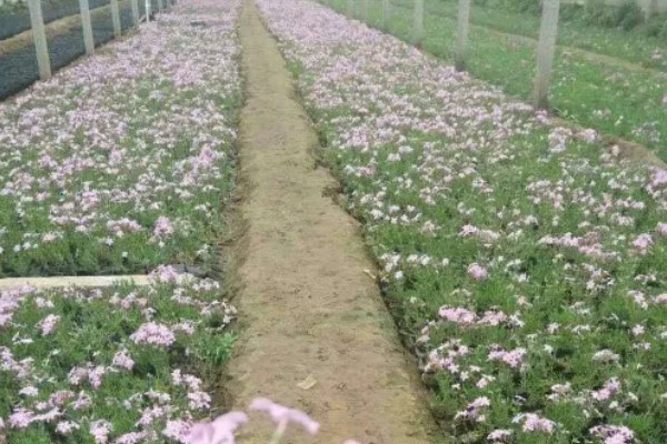 芝樱花种子何时播种,在3月底4月初播种