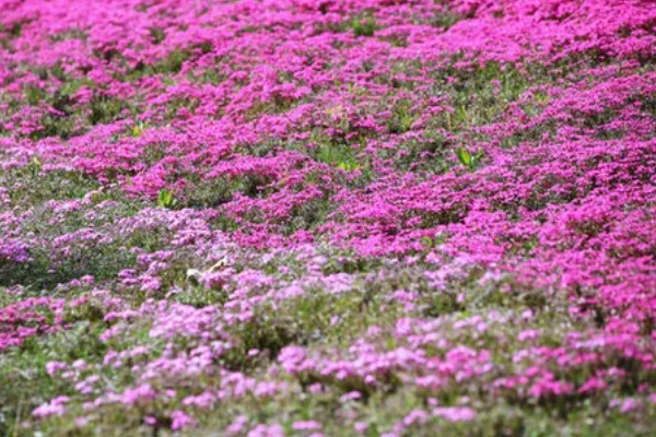 芝樱花种子何时播种,在3月底4月初播种