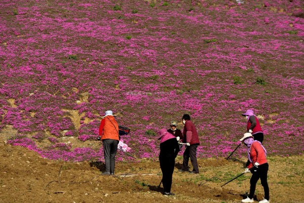 芝樱花种子何时播种,在3月底4月初播种