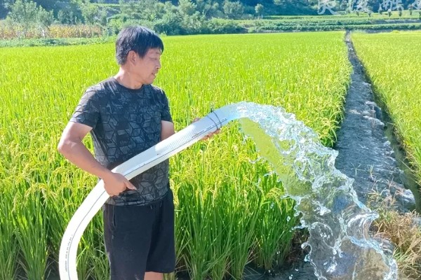 水稻的管理方法，插秧一段时间后要撒施尿素