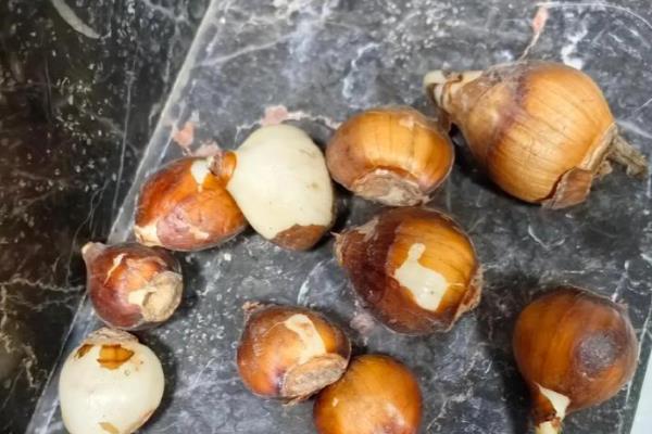 水仙如何种植,春季和秋季均可种植