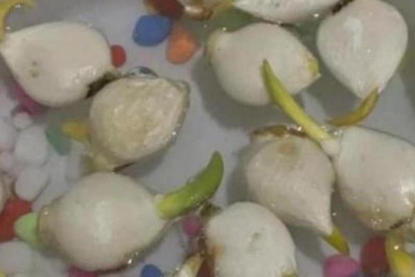 水仙如何种植,春季和秋季均可种植