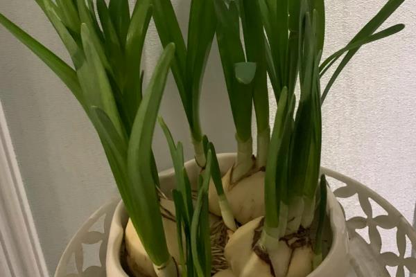 水仙如何种植,春季和秋季均可种植