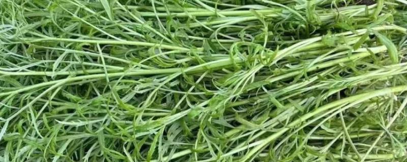 芦蒿与茼蒿的区别，科属和外观均不同