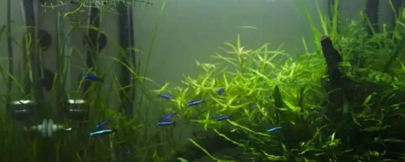 微果草水草好不好养，是比较好养的