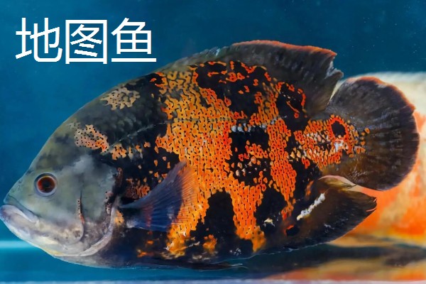 观赏鱼有什么品种,主要分为以下三个大类