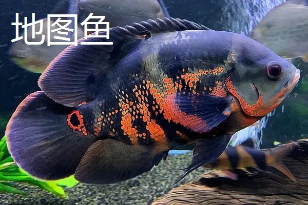观赏鱼有什么品种,主要分为以下三个大类