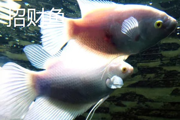 观赏鱼有什么品种,主要分为以下三个大类