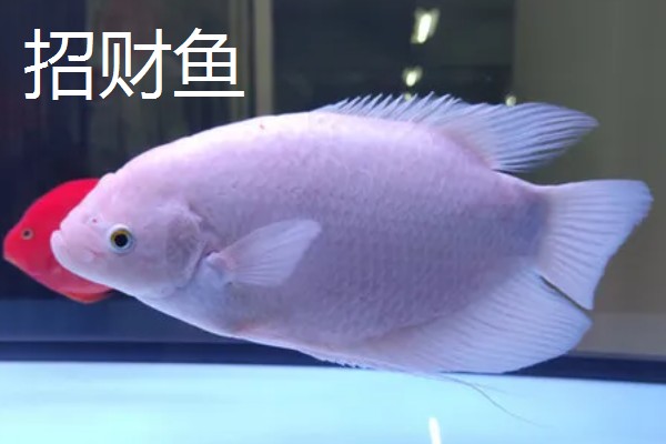 观赏鱼有什么品种,主要分为以下三个大类