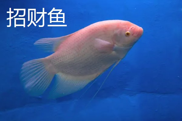观赏鱼有什么品种,主要分为以下三个大类