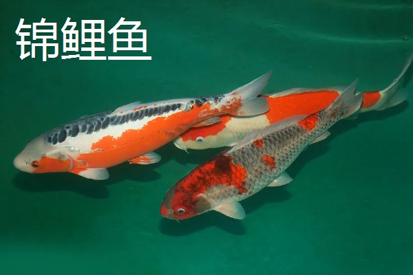 观赏鱼有什么品种,主要分为以下三个大类