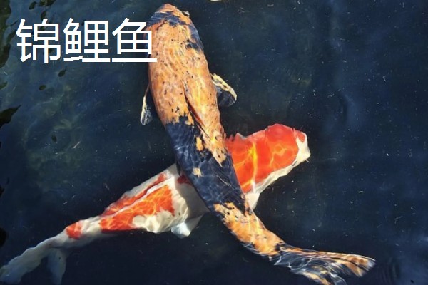 观赏鱼有什么品种,主要分为以下三个大类